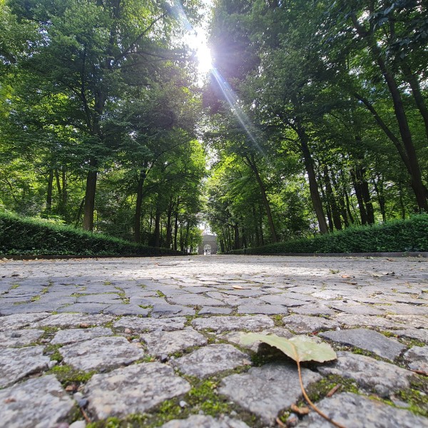 A cobblestone pathway in a forested area with sunlight streaming through the trees. A single leaf lies on the ground in the foreground