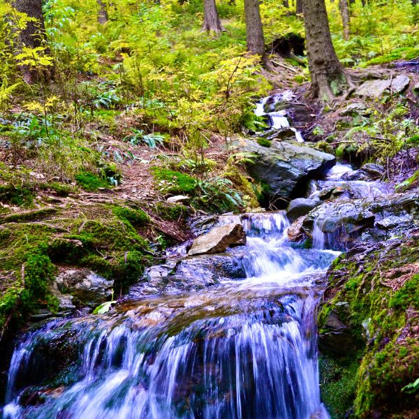 Endert Valley woodland stream