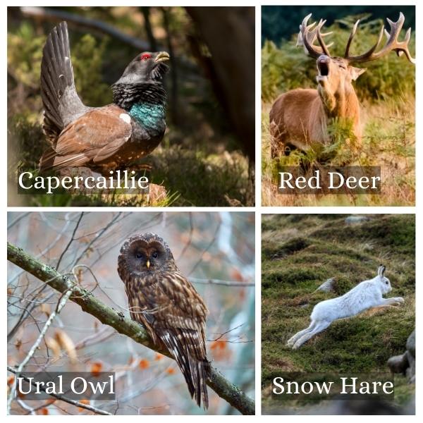 Collage of common animals in Bavaria, Germany