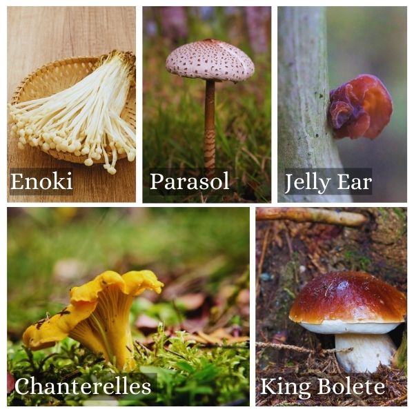 Collage of mushrooms forgeable in Germany Collage of mushrooms forgeable in Germany