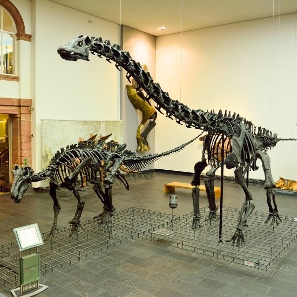 Dinosaur exhibit in Senckenberg Museum Frankfurt