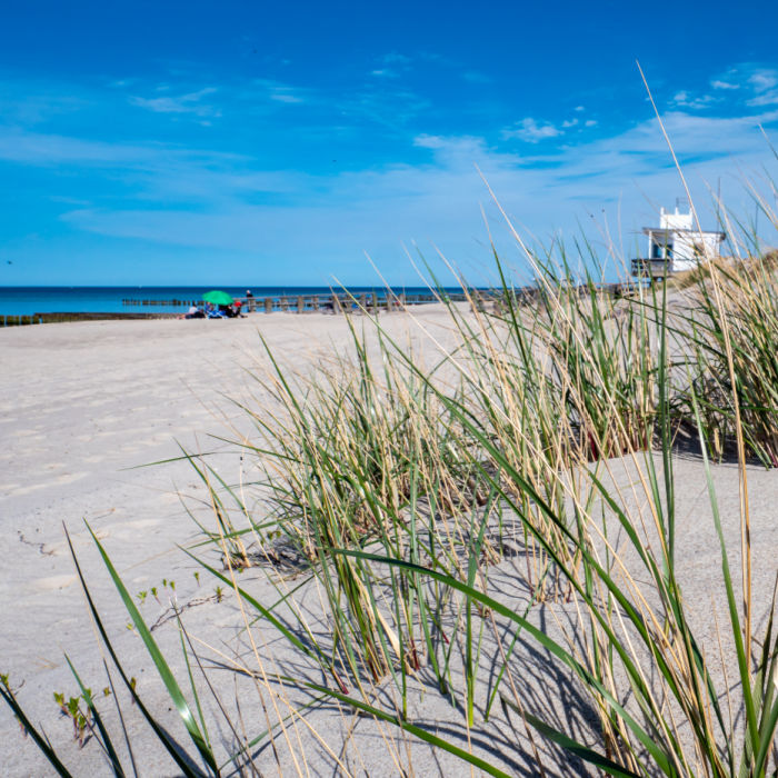 The sand dunes on the beach in Kühlungsborn along the Baltic Sea.