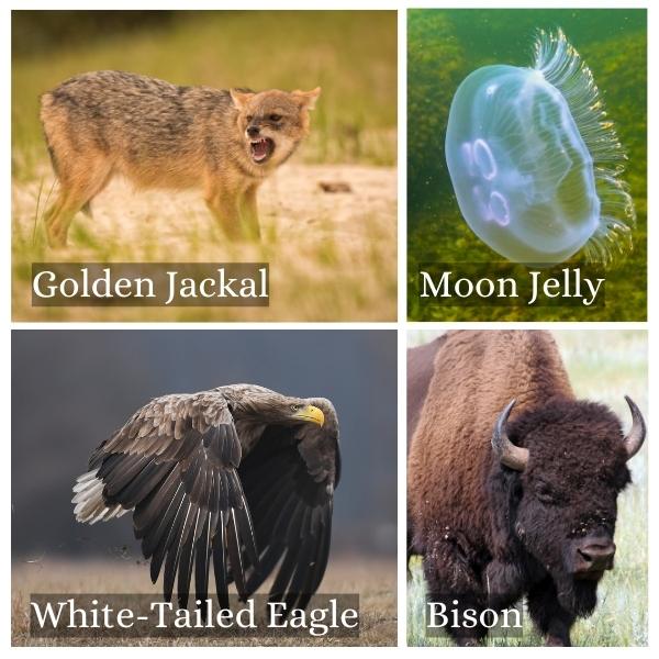 Collage of the common animals in Mecklenburg-Vorpommern, Germany Collage of the common animals in Mecklenburg-Vorpommern, Germany