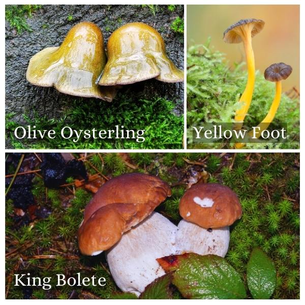Collage of the common mushrooms in Mecklenburg-Vorpommern, Germany
