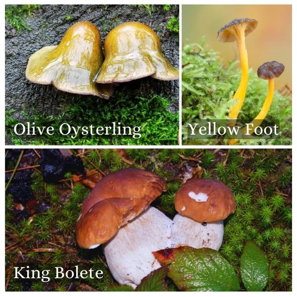 Collage of the common mushrooms in Mecklenburg-Vorpommern, Germany Collage of the common mushrooms in Mecklenburg-Vorpommern, Germany