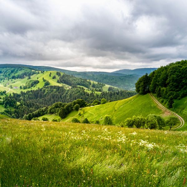 Rolling green meadows in the Black Forest Rolling green meadows in the Black Forest