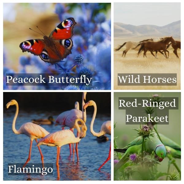 Collage of common animals in North Rhine-Westphalia, Germany. Collage of common animals in North Rhine-Westphalia, Germany.