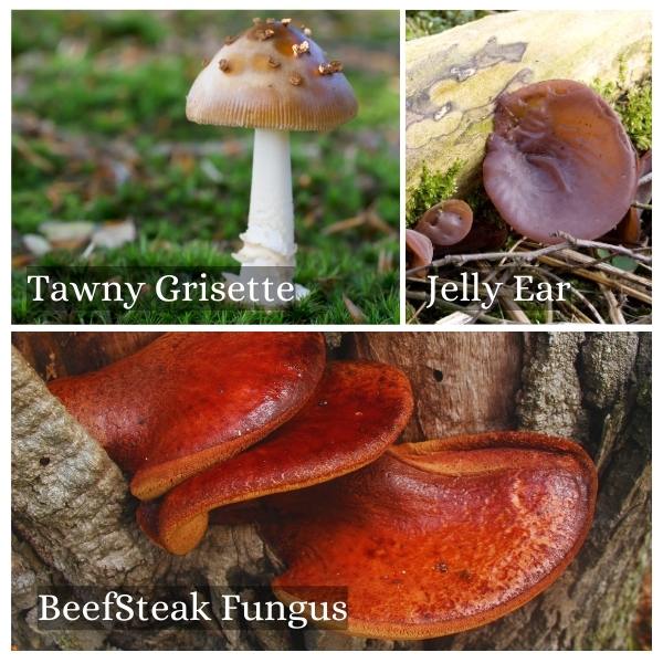 Collage of common mushrooms in North Rhine-Westphalia, Germany. Collage of common mushrooms in North Rhine-Westphalia, Germany.