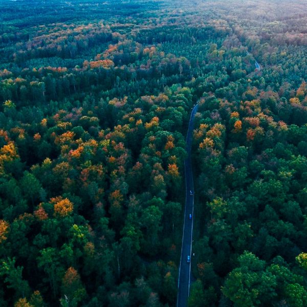 The Black Forest in autumn The Black Forest in autumn