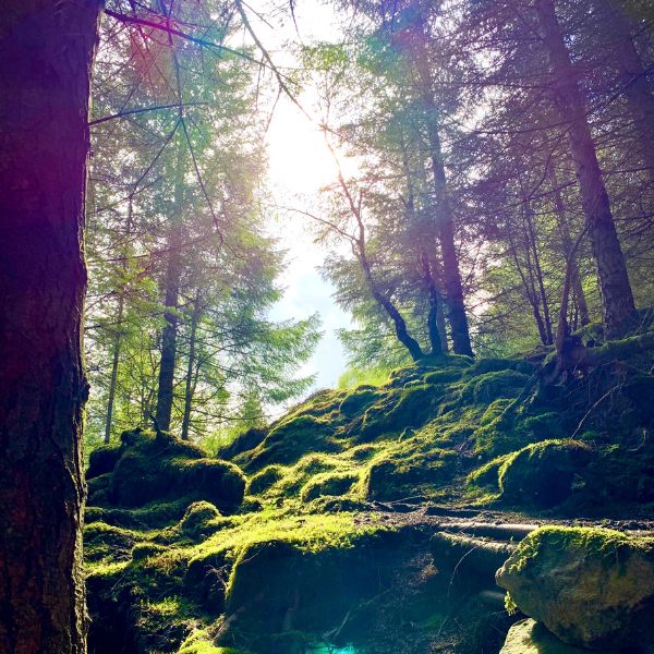 Green forest with sun shining through the trees Green forest with sun shining through the trees
