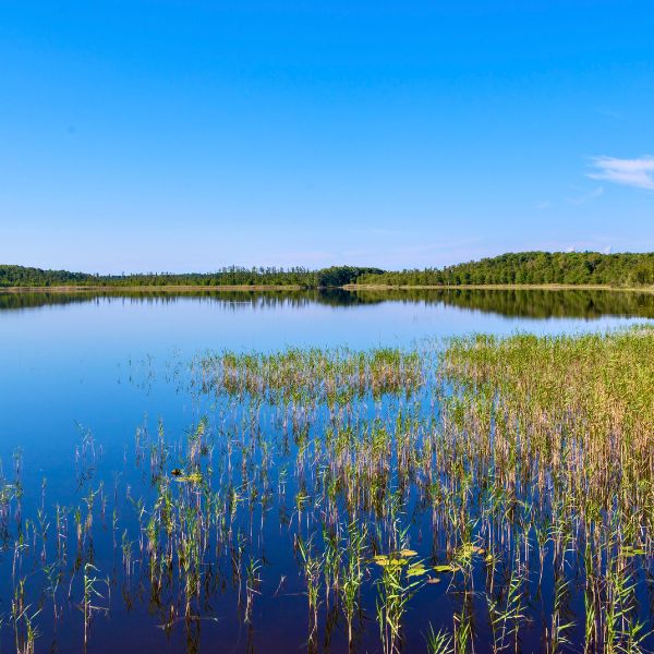 Blue lake with trees on the shoreline