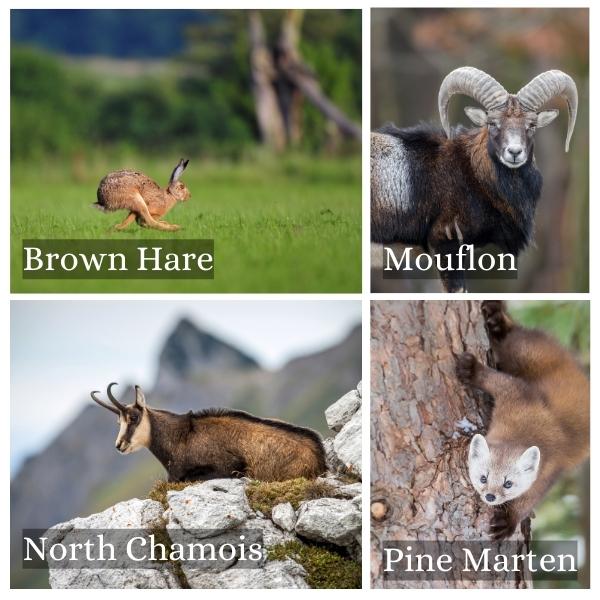 Collage of common animals in Rhineland-Palatinate, Germany Collage of common animals in Rhineland-Palatinate, Germany