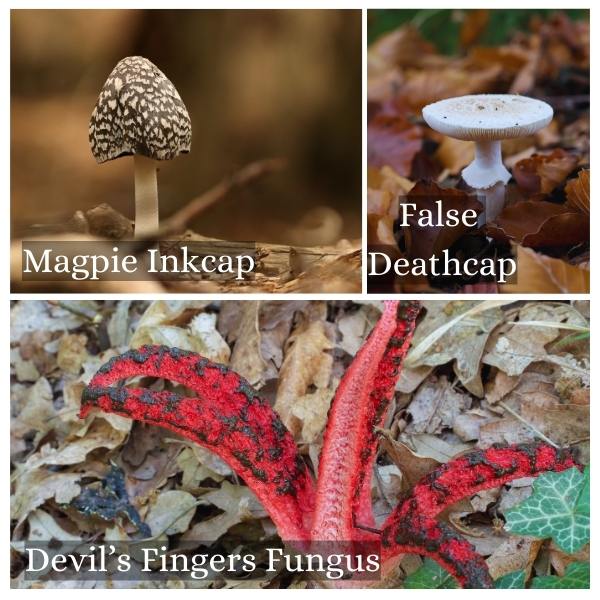 Collage of common mushrooms in Rhineland-Palatinate, Germany