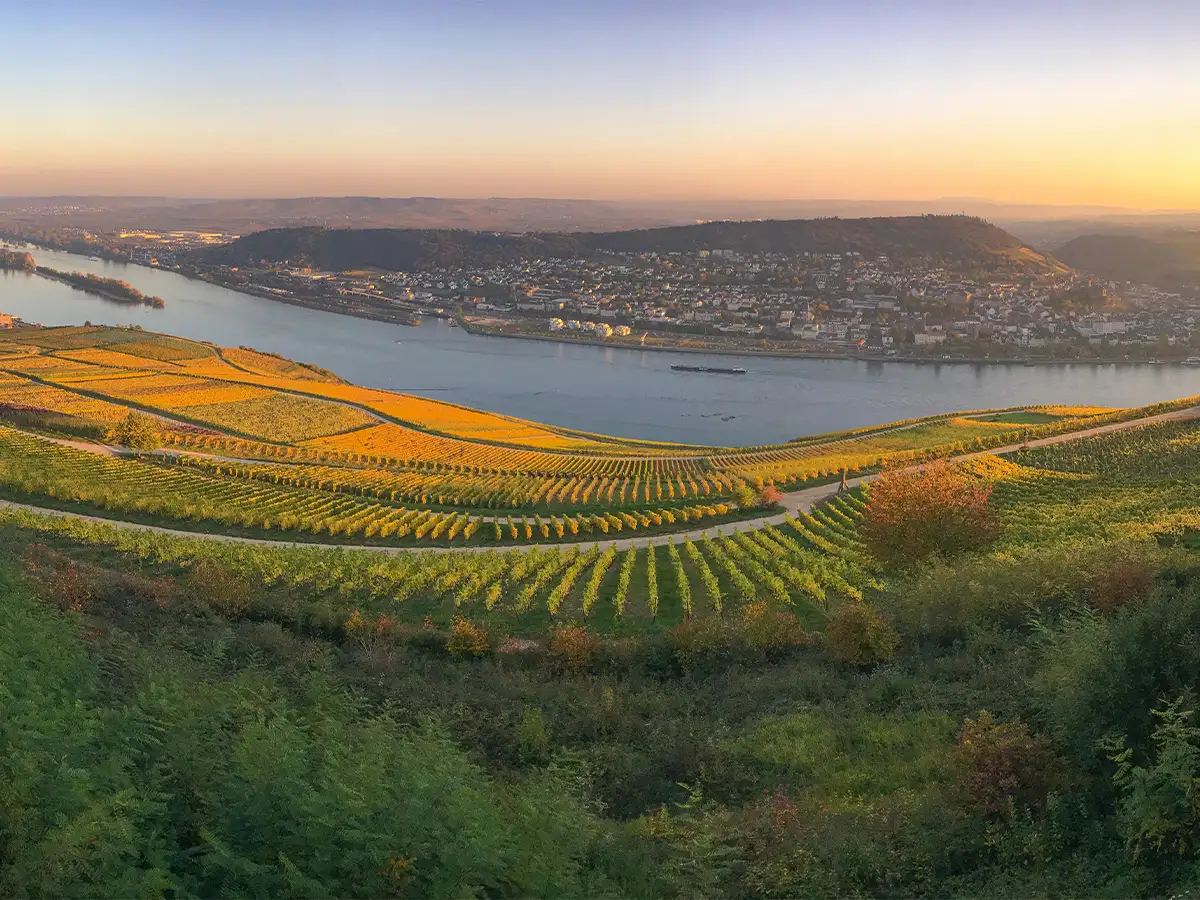 Sunset over Rheingau vineyards in Germany during October harvest season