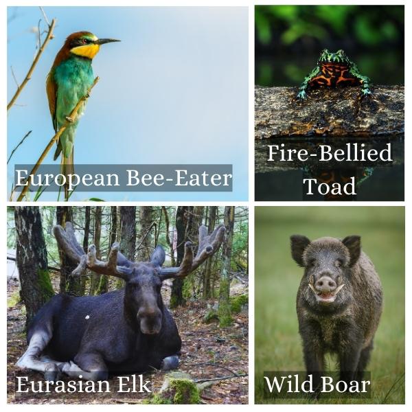 Collage of common animals in Saxony, Germany. Collage of common animals in Saxony, Germany.