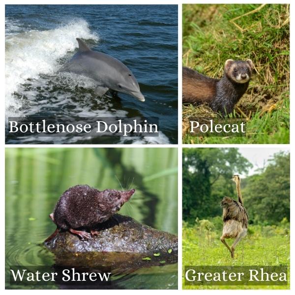 Collage of the common animals of Schleswig Holstein Collage of the common animals of Schleswig Holstein