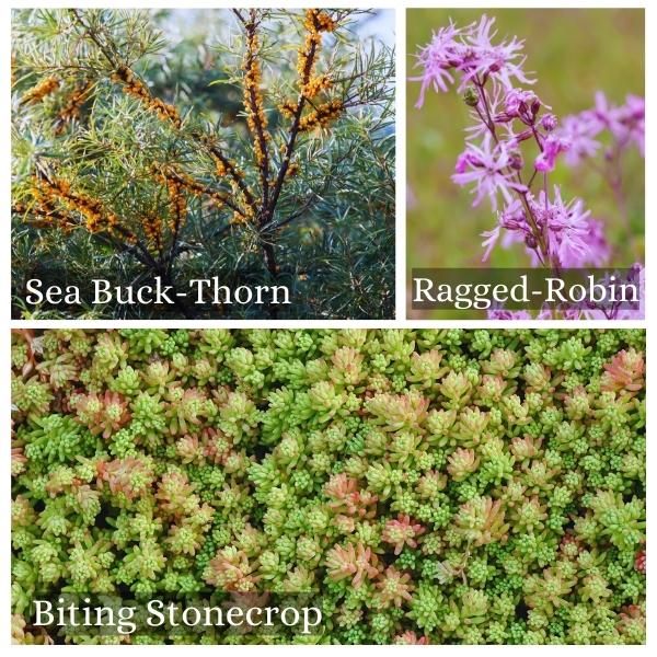 Collage of the common flora and trees of Schleswig Holstein Collage of the common flora and trees of Schleswig Holstein