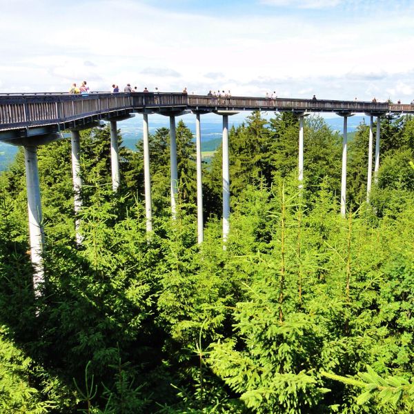 Pedestrian bridge over trees