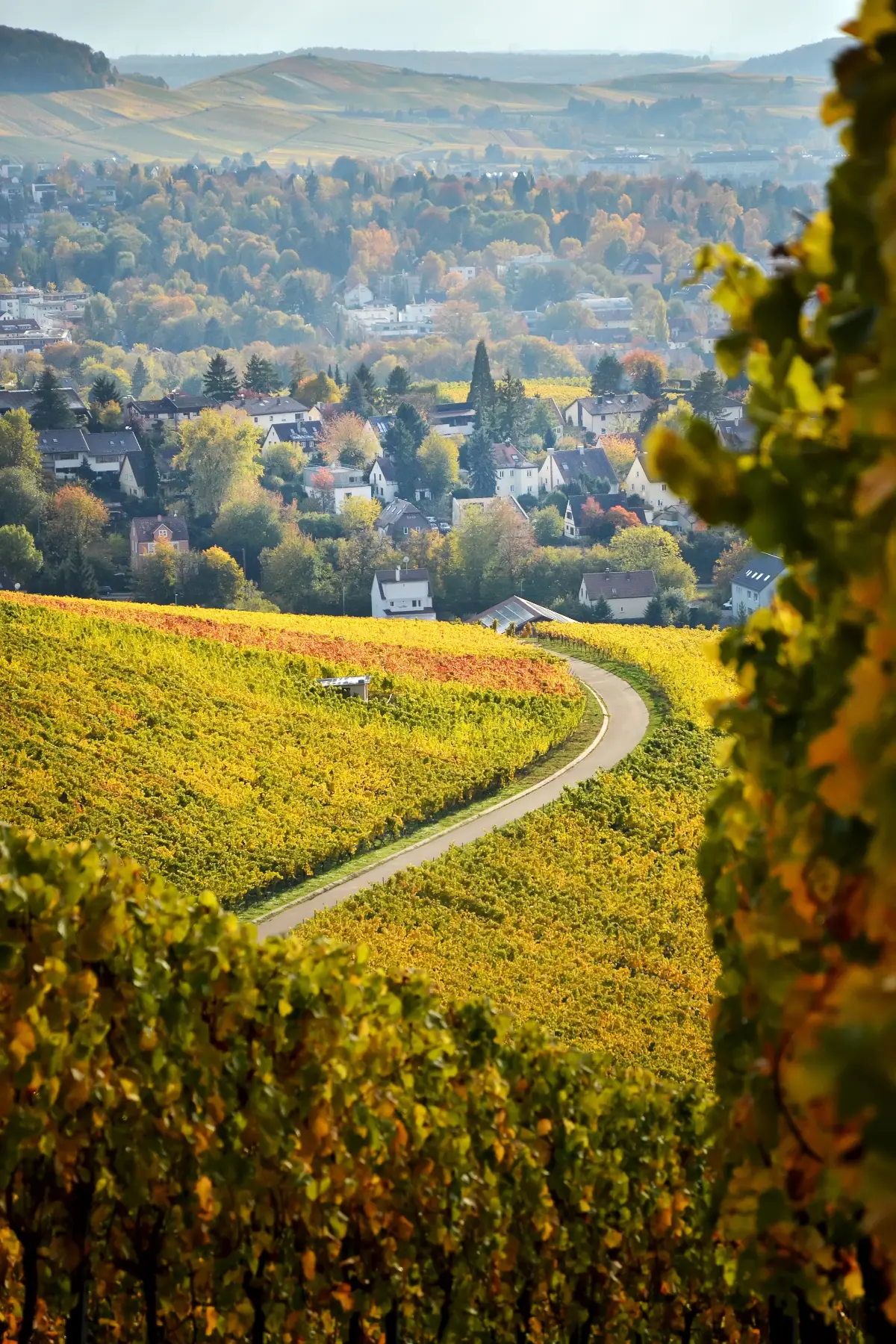 A winding path cuts through a lush vineyard, with a small town and rolling hills visible in the background under a clear sky.