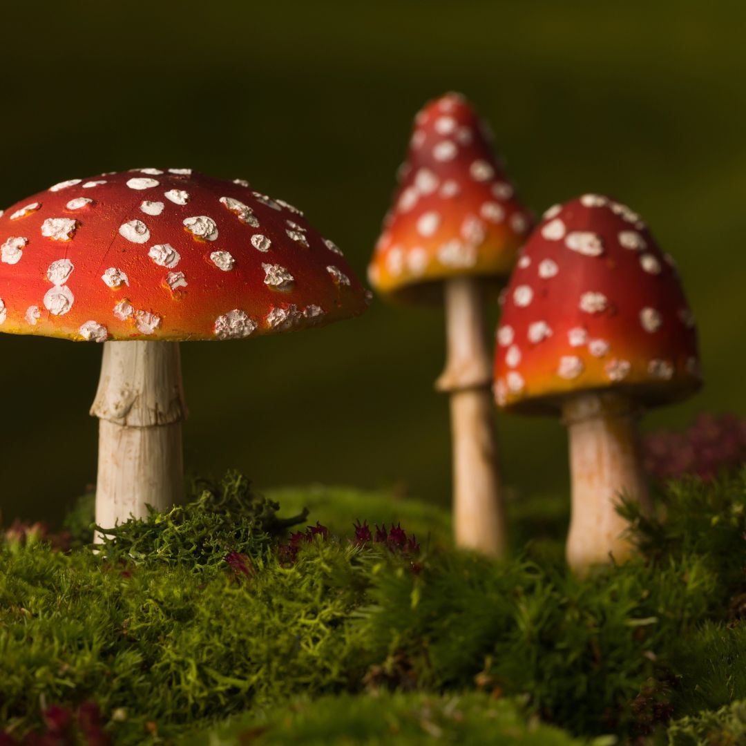 Fly agaric mushroom
