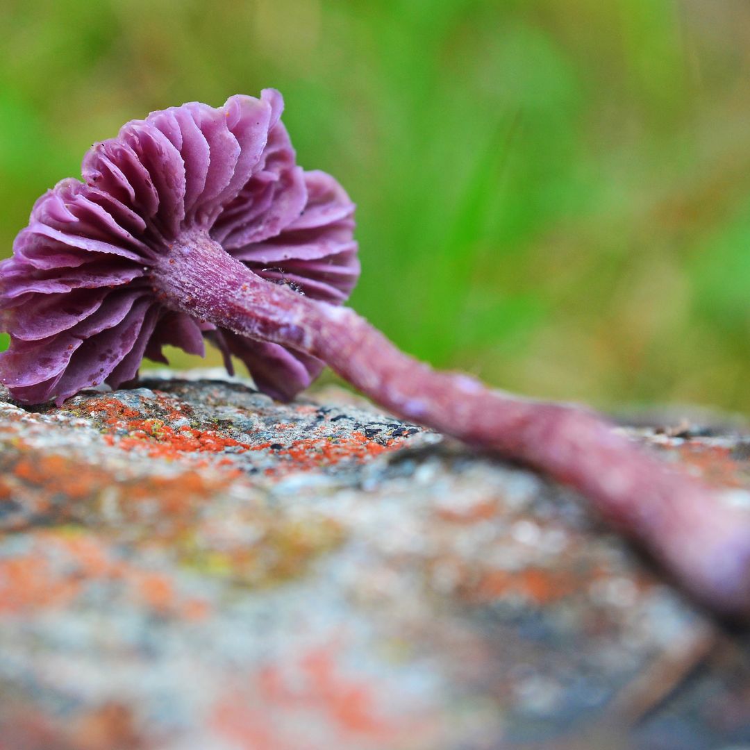 Amethyst Deceiver Mushroom