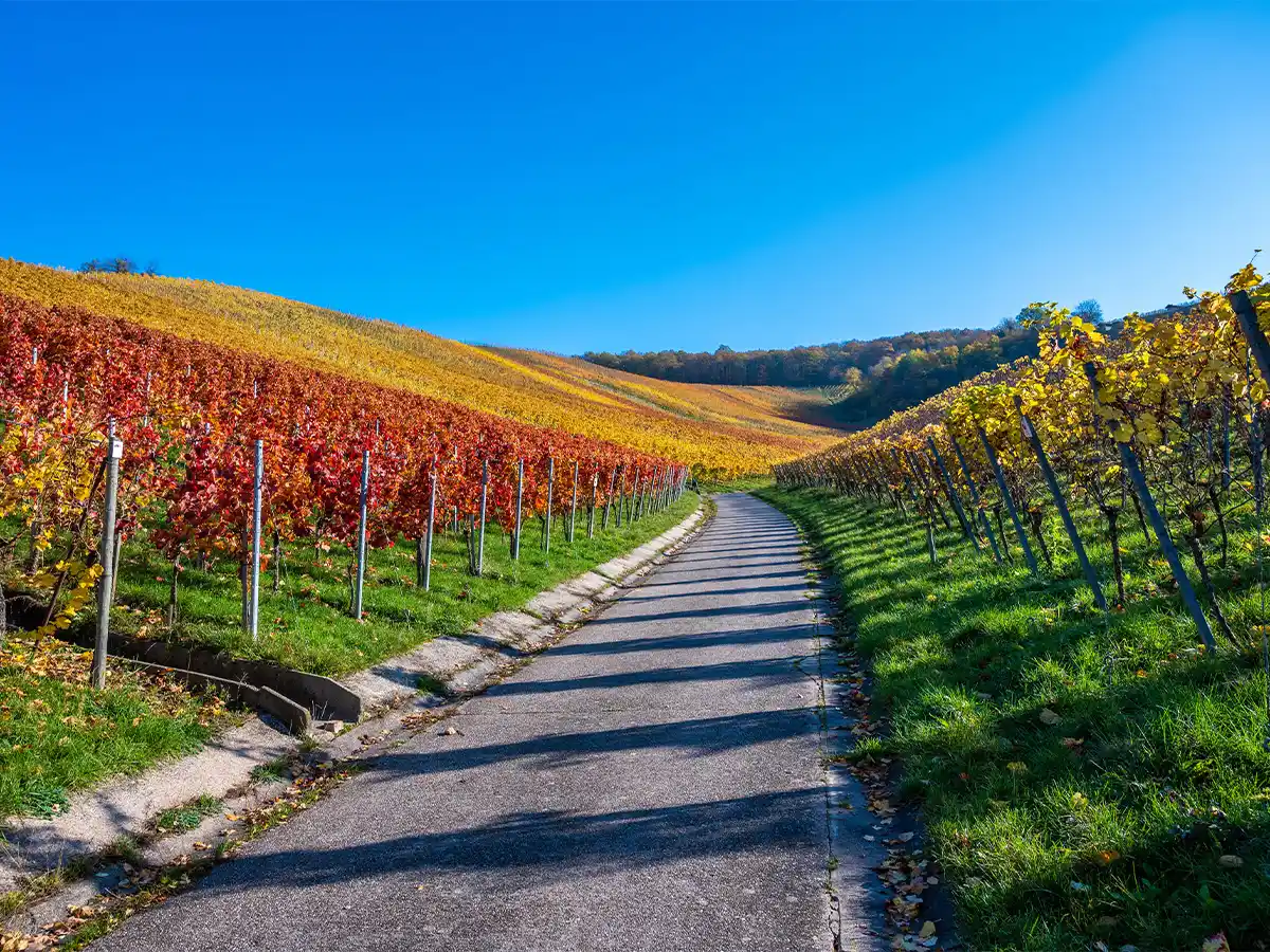 Autumn vineyards in Baden-Württemberg Germany under a bright blue October sky