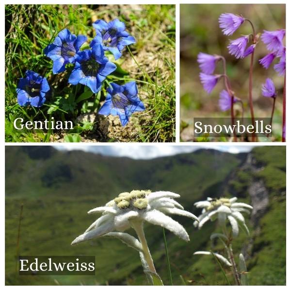 Collage of common flora and trees in Bavaria, Germany