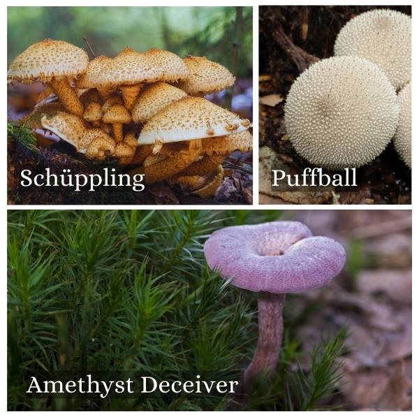 Collage of common fungi in Bavaria, Germany