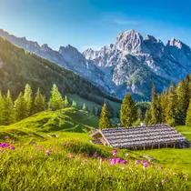 Wooden alpine hut nestled in a bright green meadow with purple wildflowers and a dramatic mountain range in the background, under a clear blue sky in Bavaria, Germany.