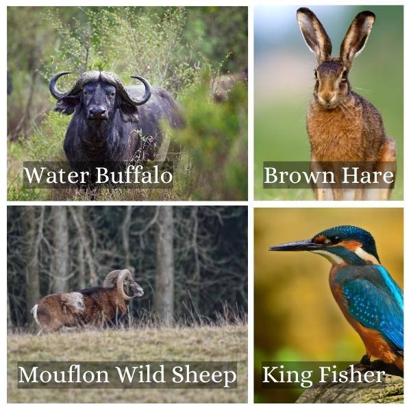 Collage of the common animals found in Berlin, Germany Collage of the common animals found in Berlin, Germany
