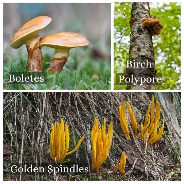 Collage of the common funga found in Berlin, Germany Berlin Collage of the common fungus found in Berlin, Germany
