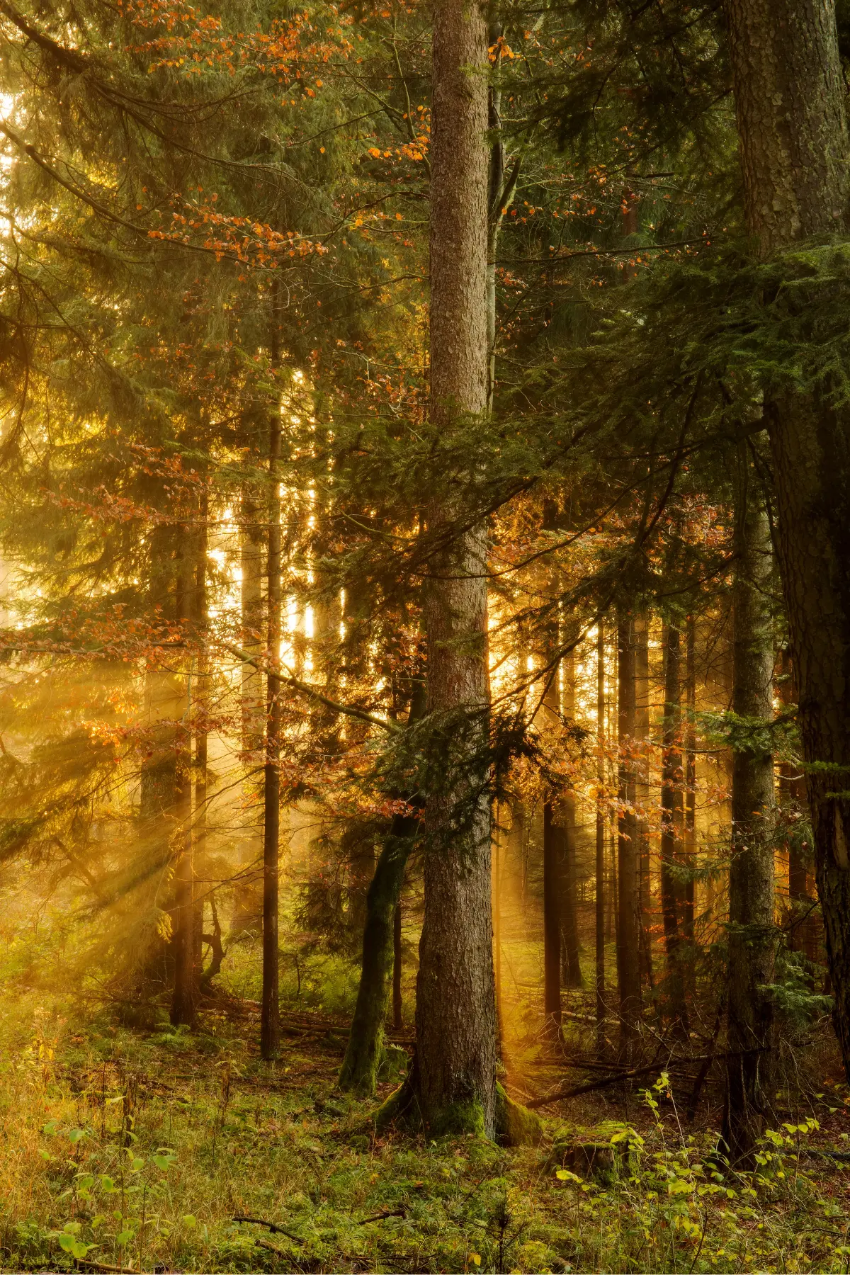 Sunlight streams through tall trees in a dense forest, illuminating the foliage with a warm, golden glow.