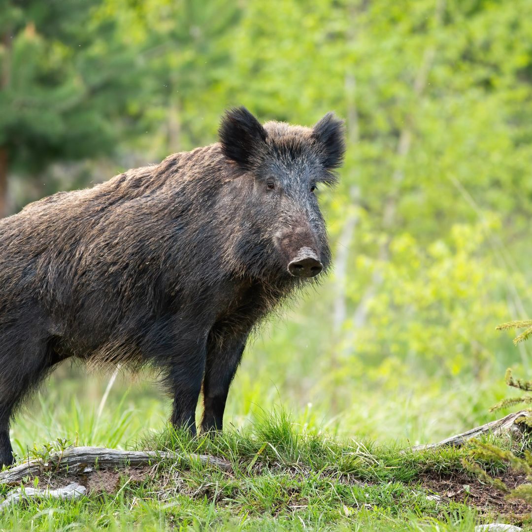 Wild Boar