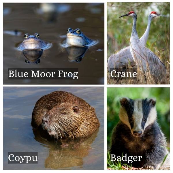 Collage of common animals in Brandenburg, Germany Collage of common animals in Brandenburg, Germany