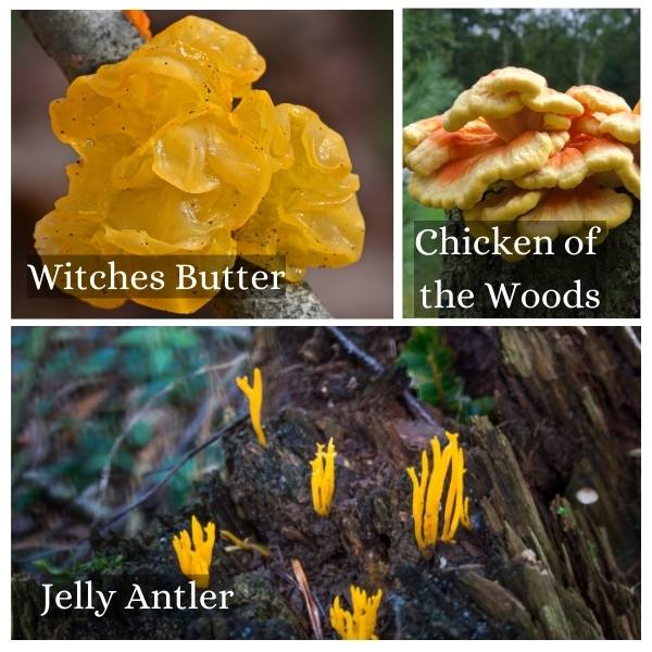 Collage of common mushrooms in Brandenburg, Germany