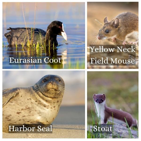 Collage of the common animals in Bremen, Germany