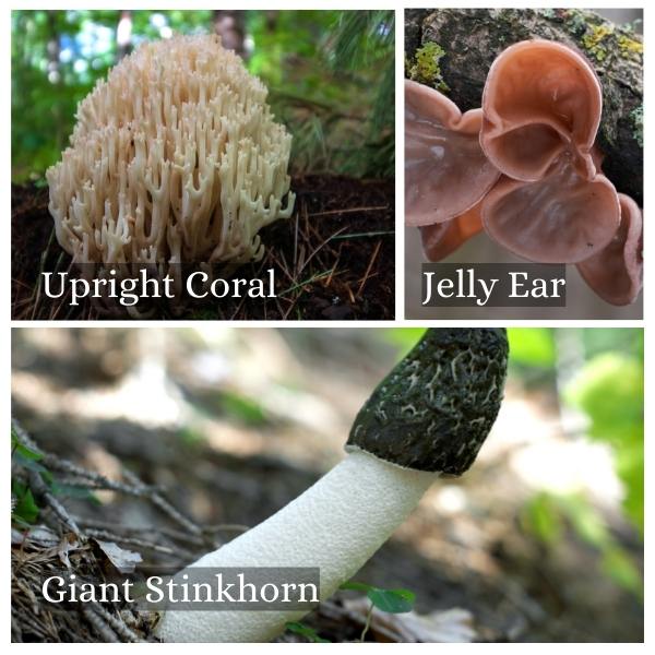 Collage of common mushrooms in Bremen, Germany Collage of common mushrooms in Bremen, Germany