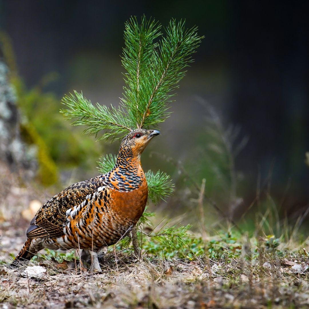 Capercaillie bird