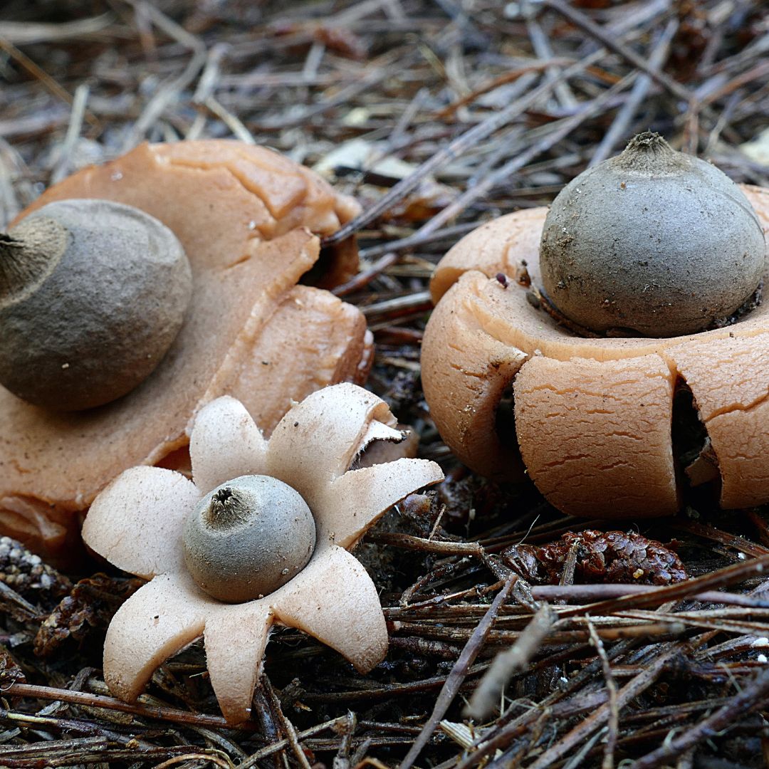 Collared Earthstar Mushroom