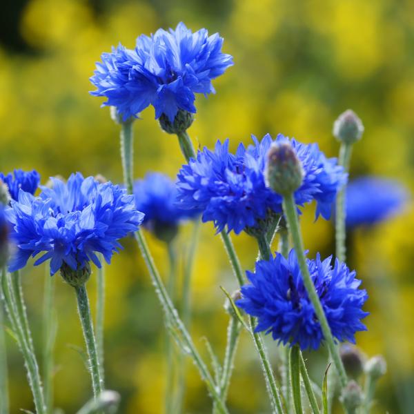 Bright purple Cornflower - Germany's National Flower Cornflowers