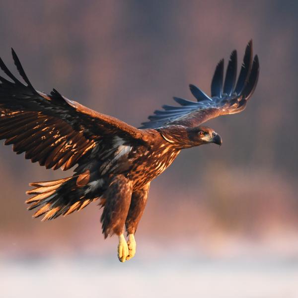 Germany's National Animal - The Eagle! Germany's National Animal: the Eagle