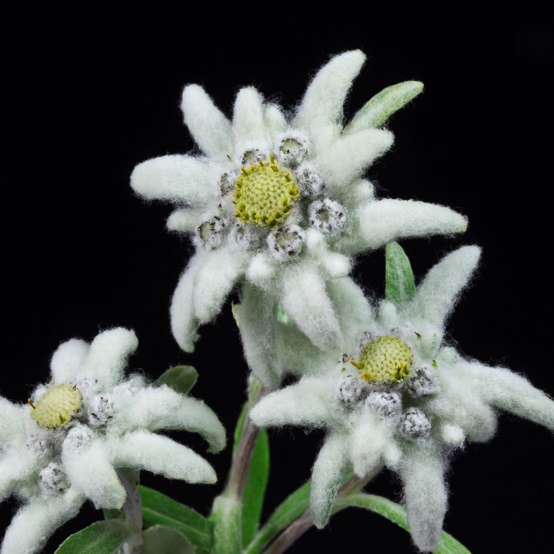 Edelweiss flower