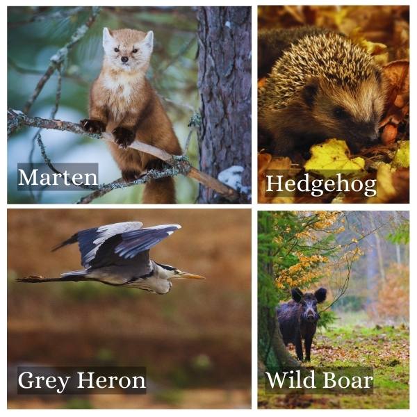 Collage of common fauna in Baden-Baden-Württemberg, Germany Collage of common fauna in Baden-Baden-Württemberg, Germany
