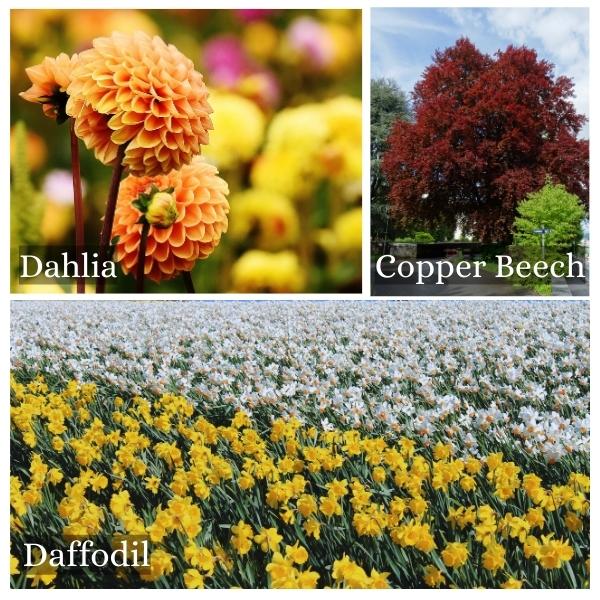 Collage of common flora and trees in North Rhine-Westphalia, Germany