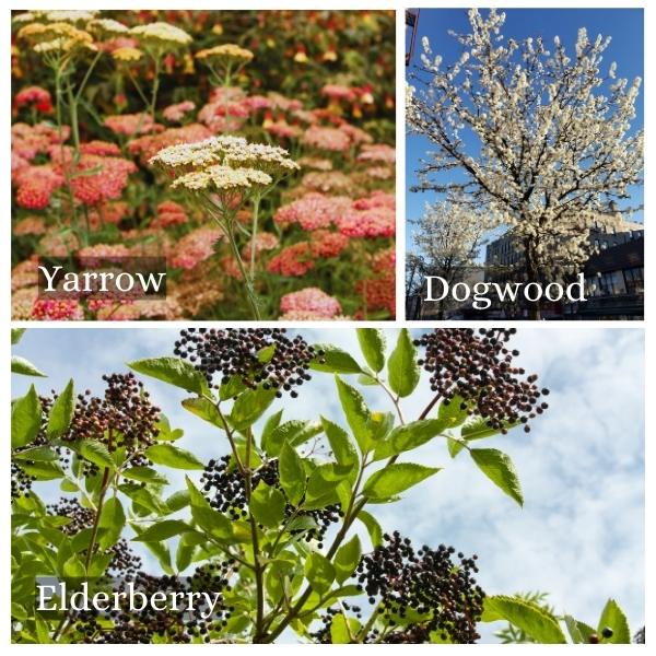 Collage of common trees and flowers in Baden Württemberg, Germany