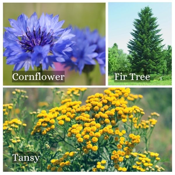 Collage of common flora and trees in Brandenburg, Germany