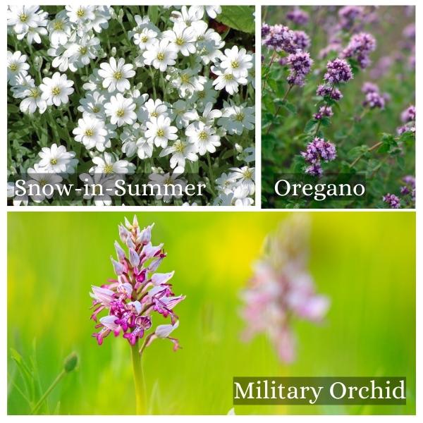 Collage of common flora and trees found in Saarland, Germany. Collage of common flora and trees found in Saarland, Germany.