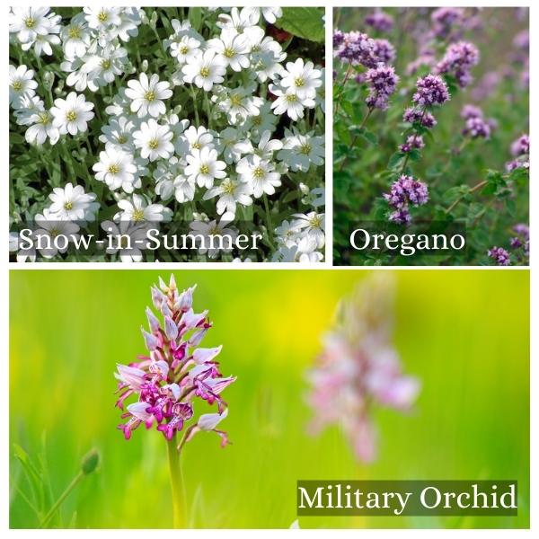 Collage of common flora and trees found in Saarland, Germany.