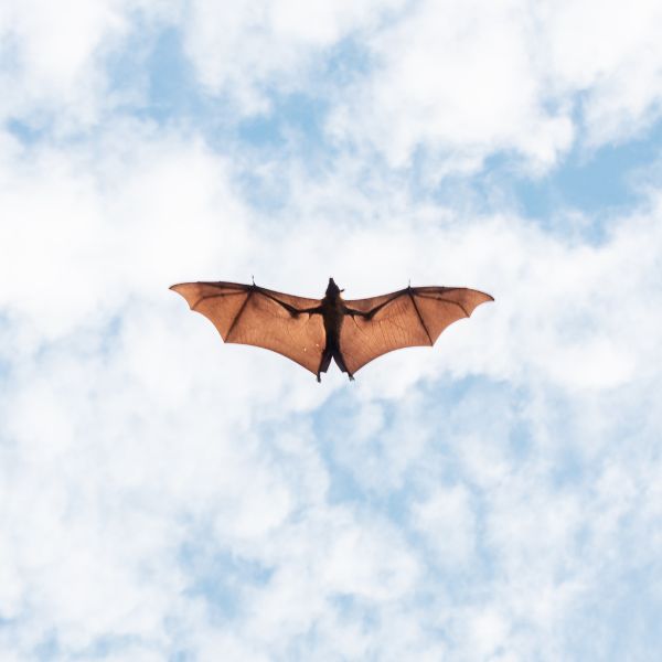 a flying bat against a cloudy sky