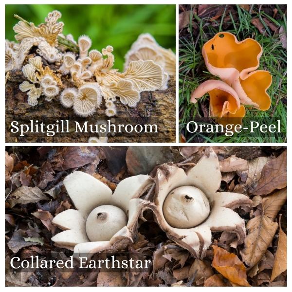 Collage of common mushrooms in Hamburg, Germany Collage of common mushrooms in Hamburg, Germany